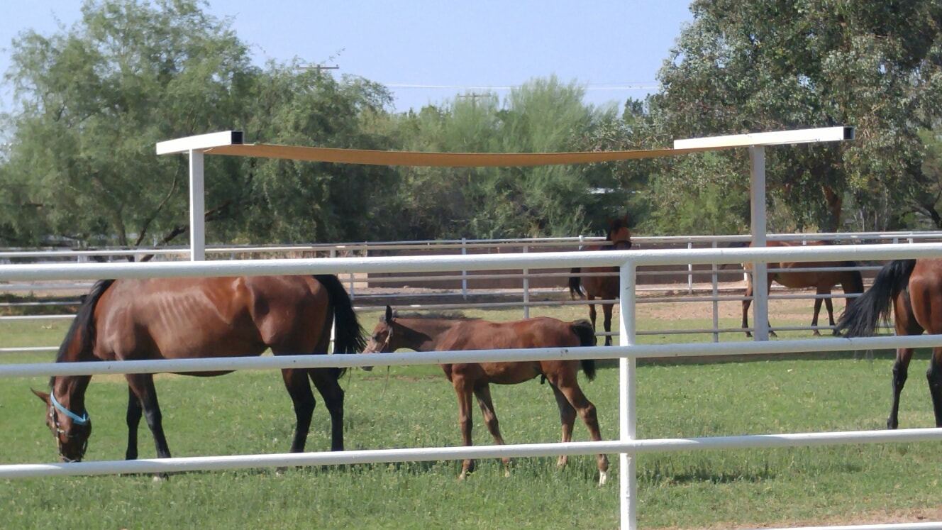 Livestock shade sail for horses and ranch animals